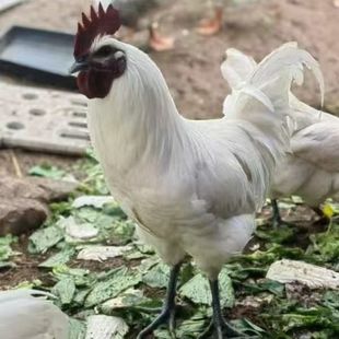 活体雪峰山部分绿壳蛋乌骨鸡成年下蛋鸡白毛乌鸡高山散养