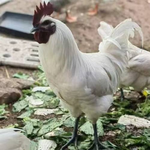 活体雪峰山部分绿壳蛋乌骨