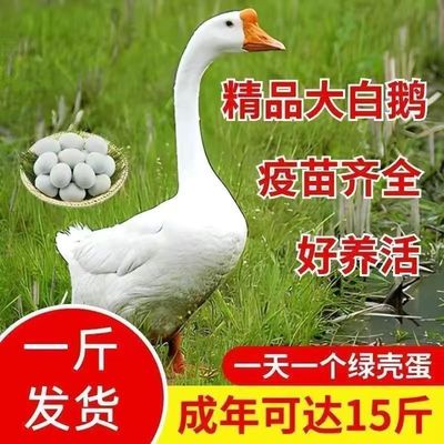 特大现货活体8两一1斤重脱