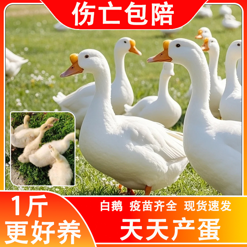 正宗纯种白鹅苗散养大种白鹅苗