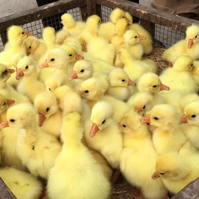 现正宗大种白鹅苗散养纯小