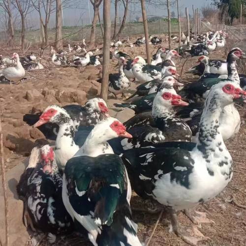 1斤正宗黑番鸭活苗纯种红