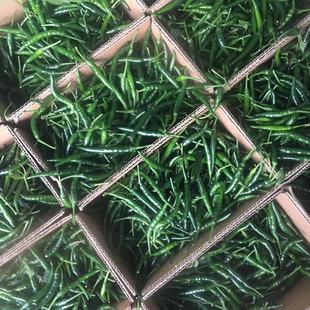 云南新鲜青红朝天椒农家小米辣香辣当季辣子混合型现摘青红小米椒