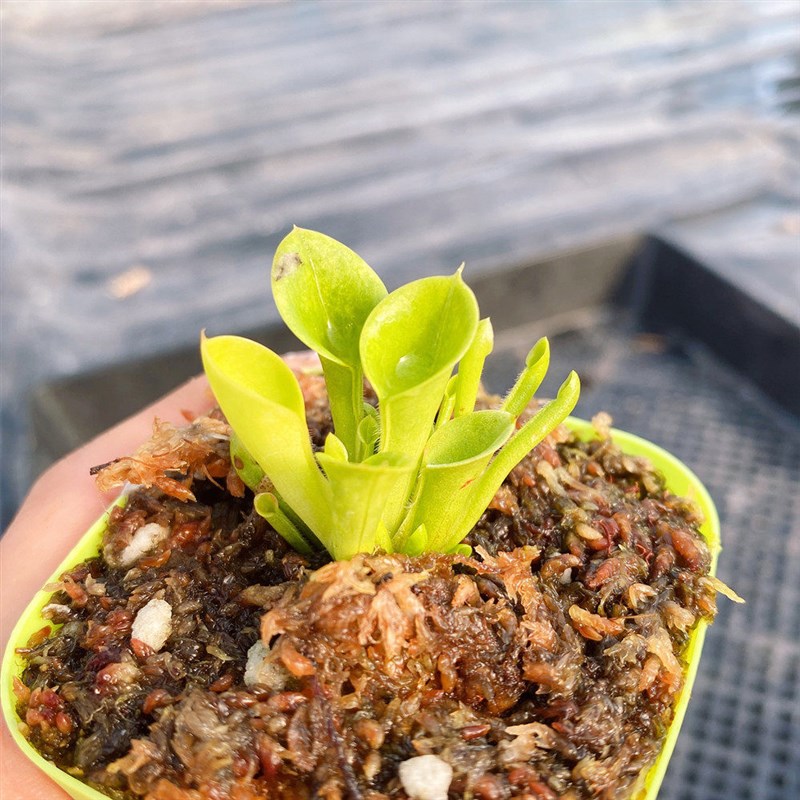 太阳瓶子草喜阴食虫子物趣味食虫草吃虫植绿栽盆植高端捕蝇草包邮图片
