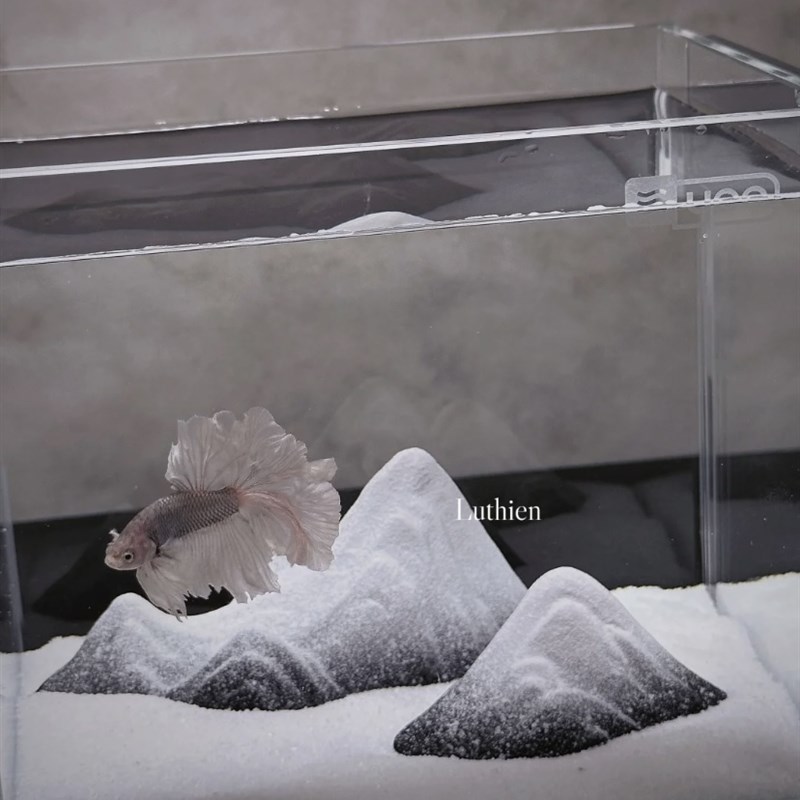 泰国斗鱼超白玻璃缸微景观鱼缸造景桌面小型缸办公家用懒人创意缸