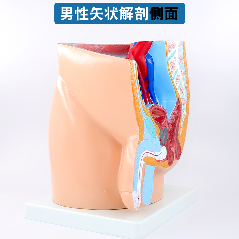 盆腔模型男性矢状解剖模型生殖系统骨盆切面教学模型医学立体结构
