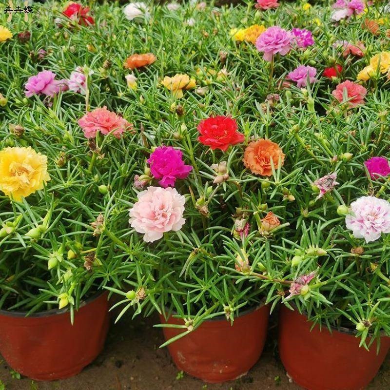重瓣太阳花苗盆栽大花带根带花苞开花植物室内室外四季好养花卉
