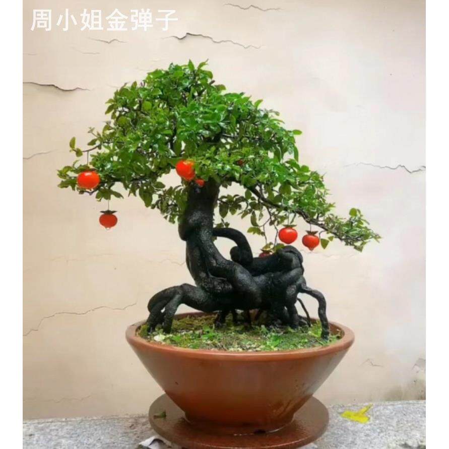 金弹子盆景老桩已挂果母桩熟桩树桩带果发货灌木精品盆栽一物一拍