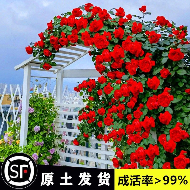 蒂娜藤本月季花大苗盆栽四季开正红花阳台庭院围墙爬藤蔷薇,鲜花速递/花卉仿真/绿植园艺,月季/蔷薇/玫瑰,淘宝优惠券,粉丝福利购,淘宝优惠卷