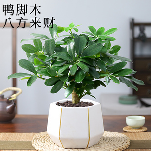 七叶莲盆栽室内醛物绿植八方来招财鸭吸木净化空气脚甲植花卉盆景