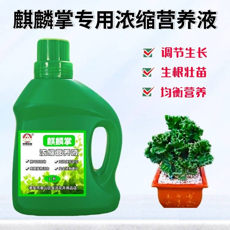 玉麒麟掌霸王鞭专用营养液家盆栽绿植物黄叶通用氮磷钾花肥料