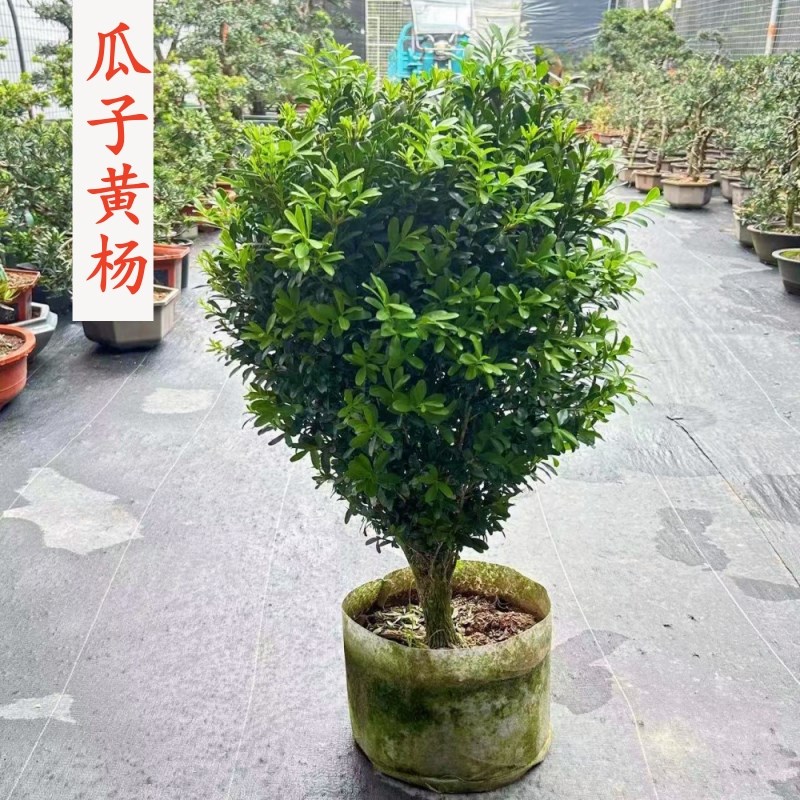 小叶瓜子黄杨盆景树 四季常青老桩造型独杆树苗庭院盆栽多叶