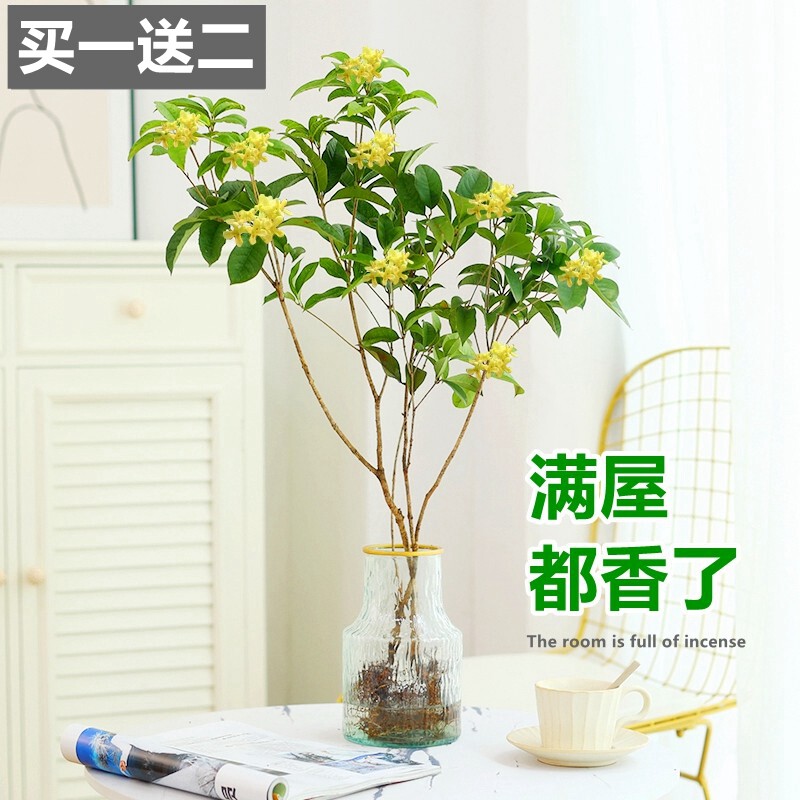 桂花树苗盆栽水培植物四季桂金桂室内好养桌面绿植水养花卉