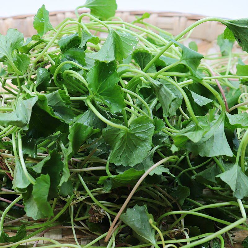 云南马蹄草水莲叶野生马蹄叶马蹄菜野苦菜 凉拌菜 煮肉圆子