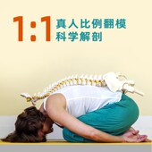 人体彩色长脊柱脊椎带骨盆股骨尾骨脊柱骨骼腰椎颈椎正骨骶骨模型