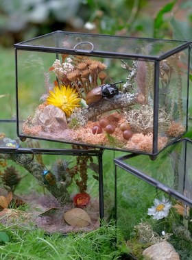 真昆虫生态微景观展示 摆件甲璃玻房罩书房花虫金龟植物蝴蝶