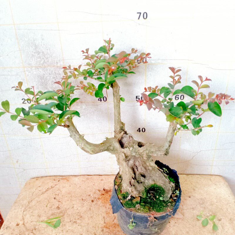 四季栽植紫薇老桩盆景树矮霸大提造型盆景