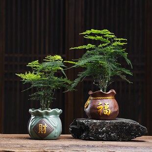 文竹绿植盆栽植物室内花卉办公室桌面好养四季常青景观竹子小盆景