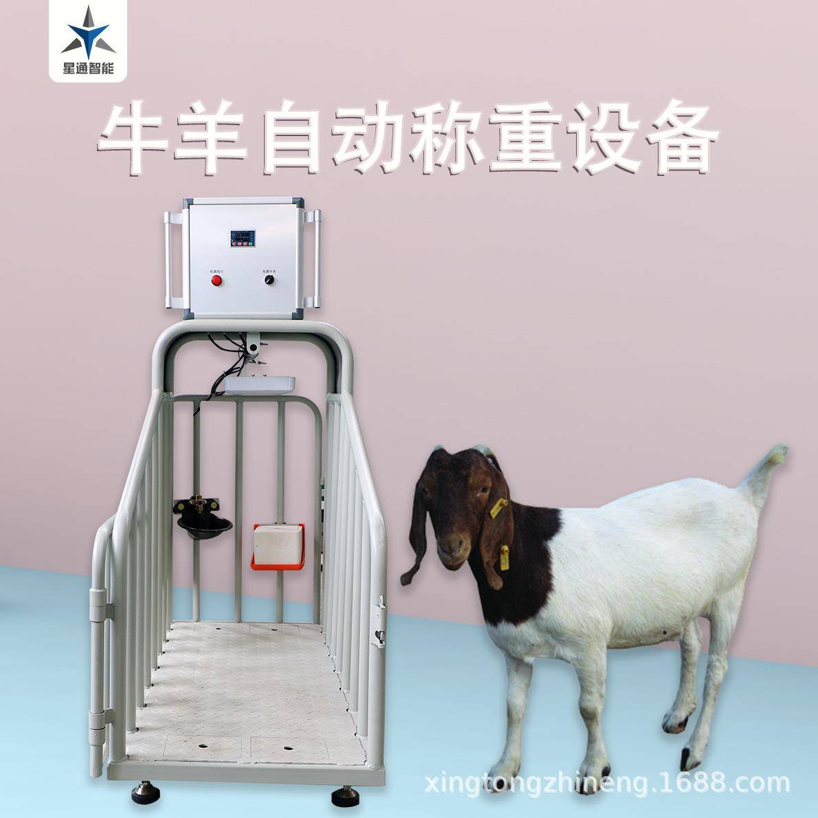 通道式饮水称重设备自动识别耳标称重记录数据可上传牧场管理