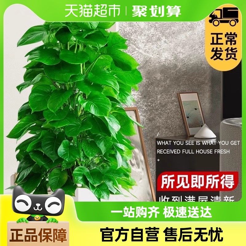 爱优尚大叶绿萝柱盆栽客厅大型绿植内除甲醛净化空气绿箩,鲜花速递/花卉仿真/绿植园艺,绿植,淘宝优惠券,粉丝福利购,淘宝优惠卷