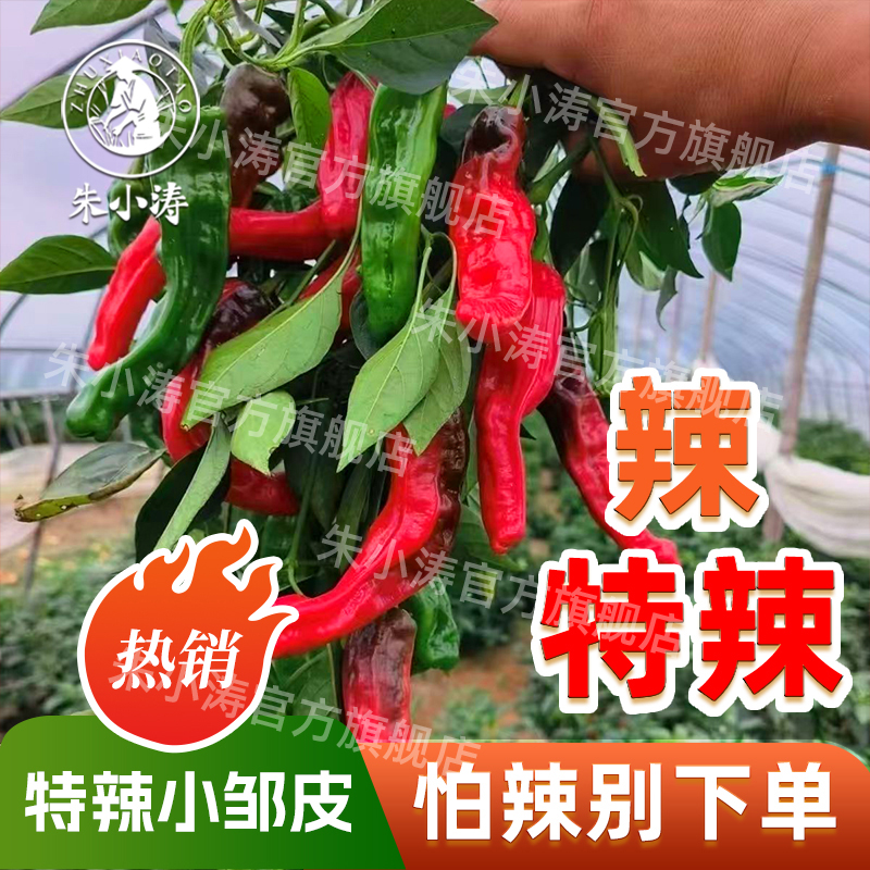 新鲜现摘紫红辣椒超辣特辣