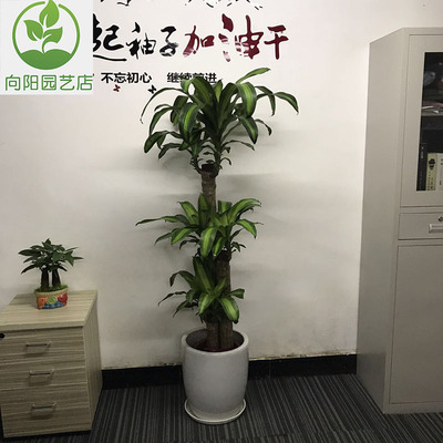 大盆办公室客厅型栽植物绿植巴西木千年木巴西净树龙血树铁化空气