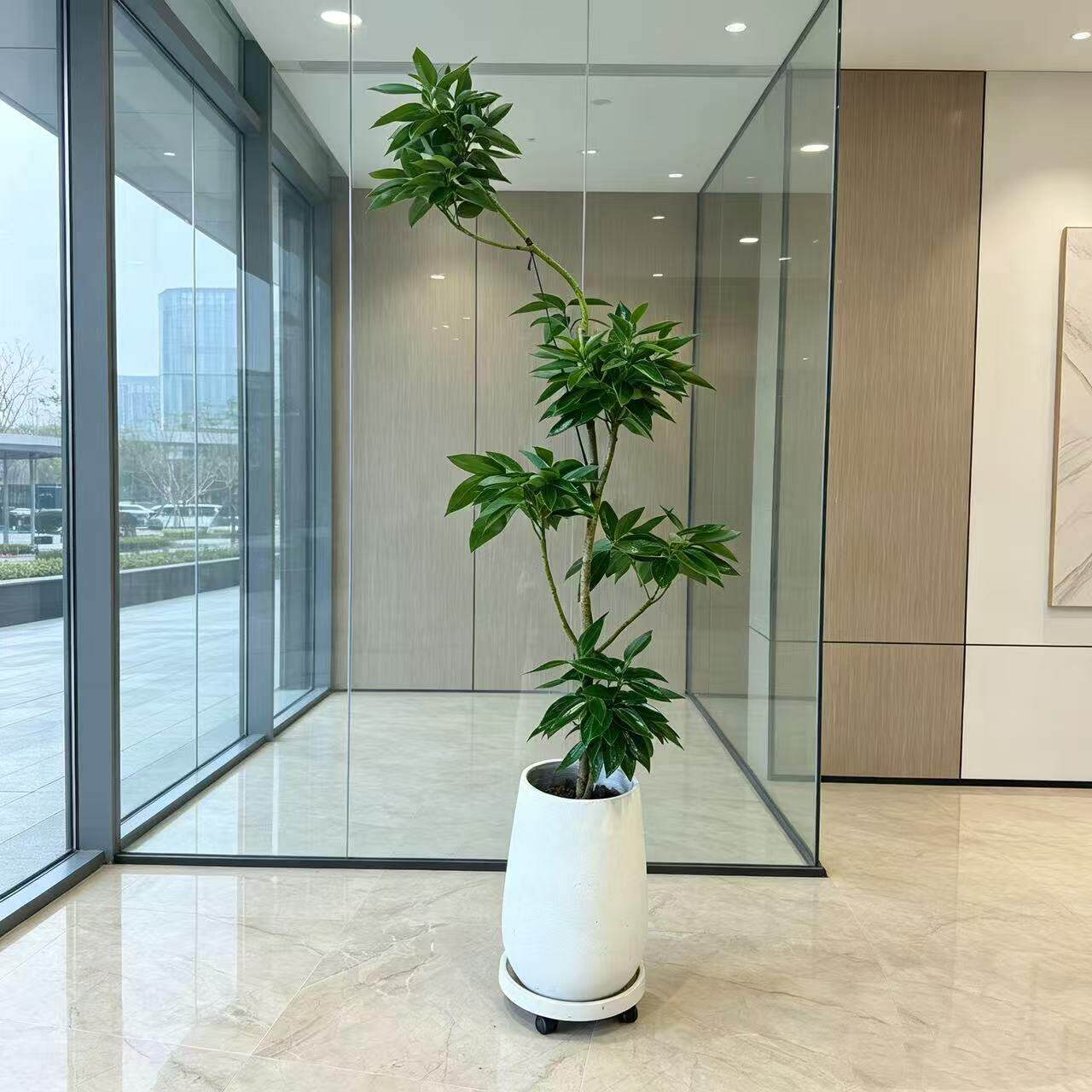 造型老桩平安树元宝树盆栽室内大型植物净化空气客厅办公室无锡送