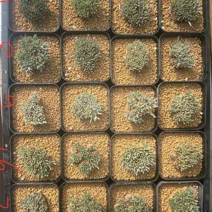 白花韧锦产地母本4.5cm带盆