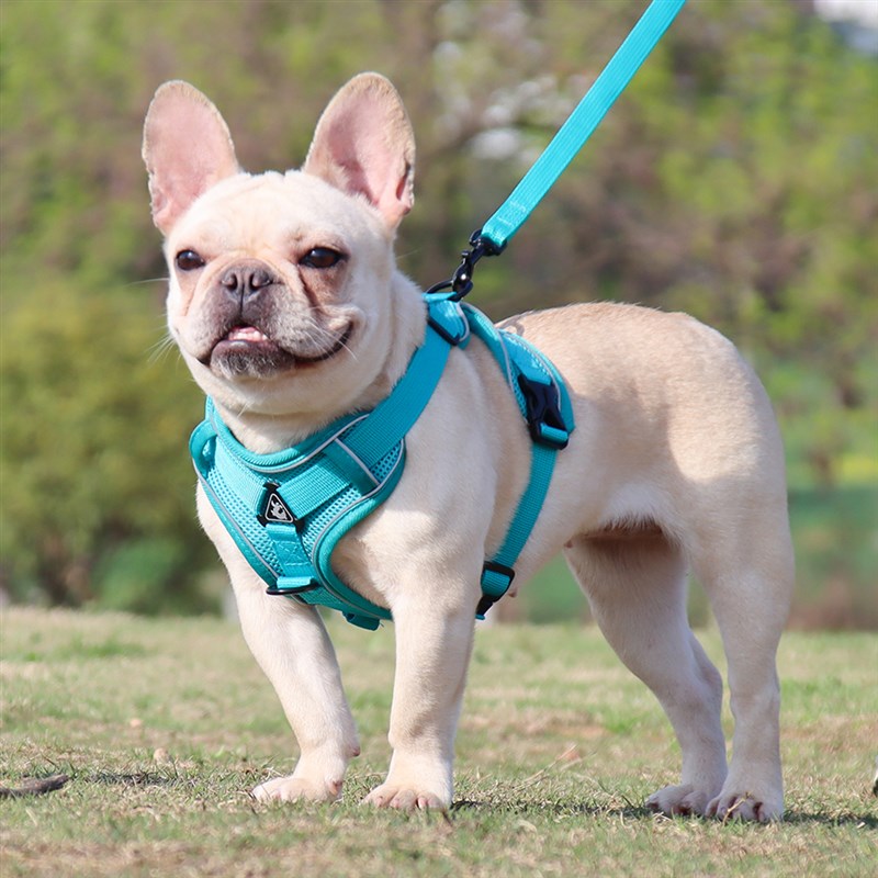 八哥牵引绳狗狗小型犬遛狗绳子背心式可调节胸背带透气巴哥狗链