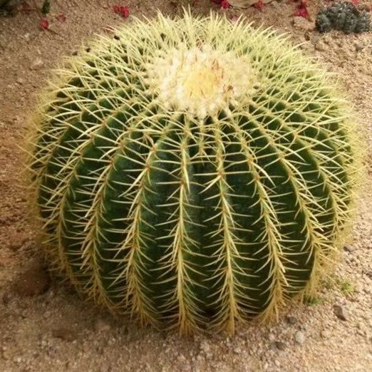 超大金虎仙人球美虎仙人球办公室大气植物特大型多肉仙人掌科绿植