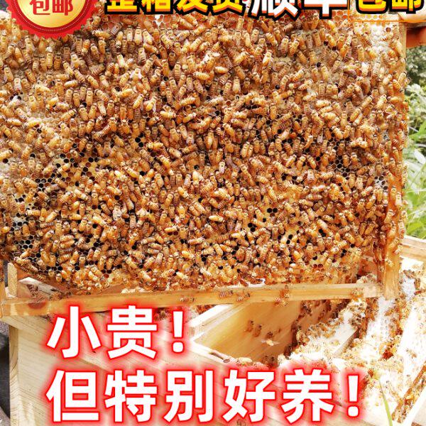 蜜蜂中蜂蜂群中蜂中华蜂养殖带箱带阿坝新开产蜂王带子脾蜜蜂活群