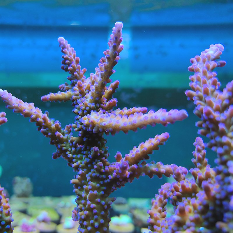 紫霞长枝 糖果长枝 珊瑚断枝紫霞仙子A属人工M繁殖S SPS硬骨珊瑚