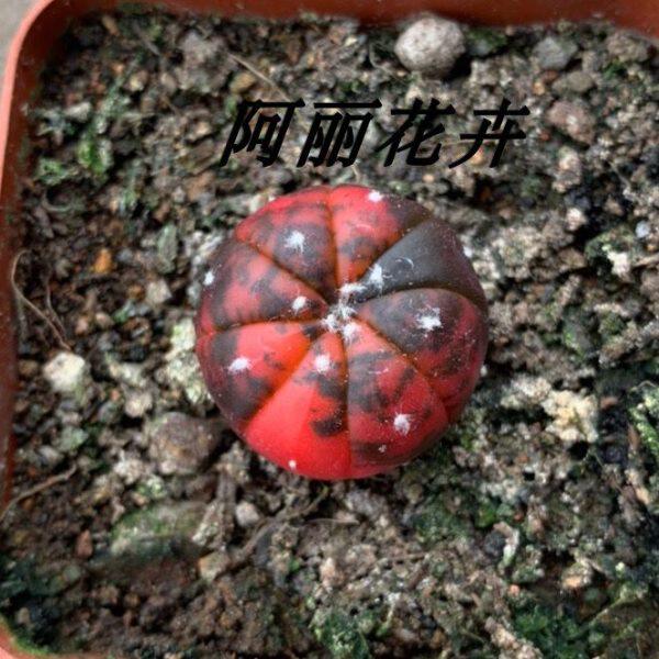 超大实生兜锦仙人球一物一拍室内阳台好养绿植含盆带土栽好包邮