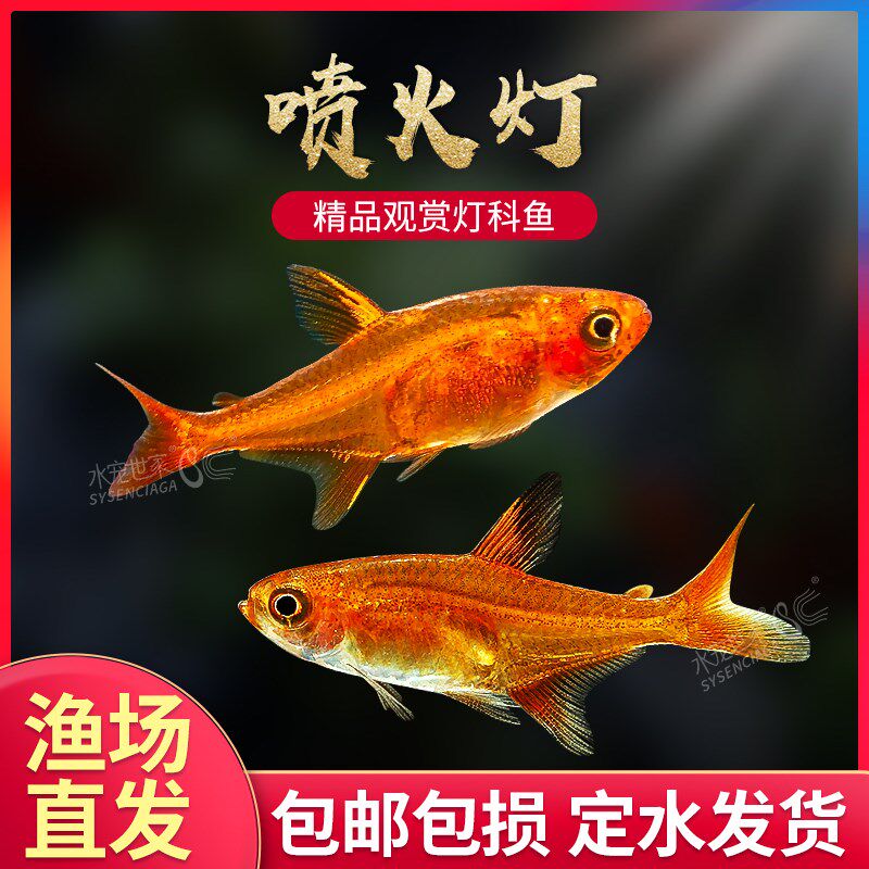 喷火灯鱼水草缸热带淡水小型鱼火焰灯龙须灯梦幻灯鱼群游精灵鳉鱼
