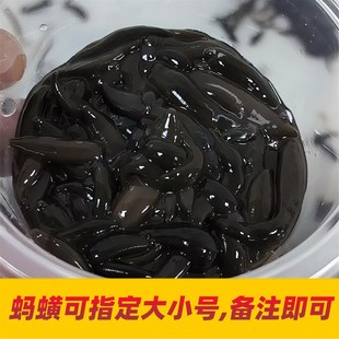 蚂蟥活蚂蝗活水蛭人工饲养钓鱼活饵鱼饵钓鱼蚂蟥饵江团黄辣丁