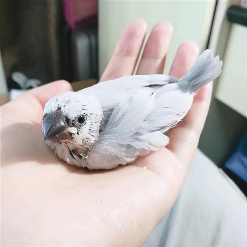 手养鸟灰白银驼文鸟白文半毛十姐妹保姆幼鸟灰文雏鸟玄风鹦鹉幼崽