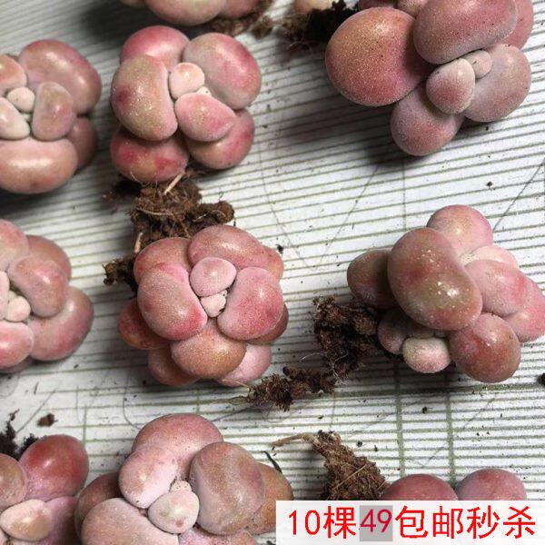 丸叶桃蛋多肉老桩 带杆正宗腰子蛋桃之桌面植物迷一物一拍包邮红