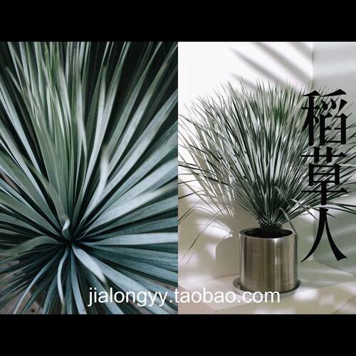 稻草人 鸟喙丝兰 龙舌兰科蓝长序丝兰属庭院景观植物蓝龙无刺草树