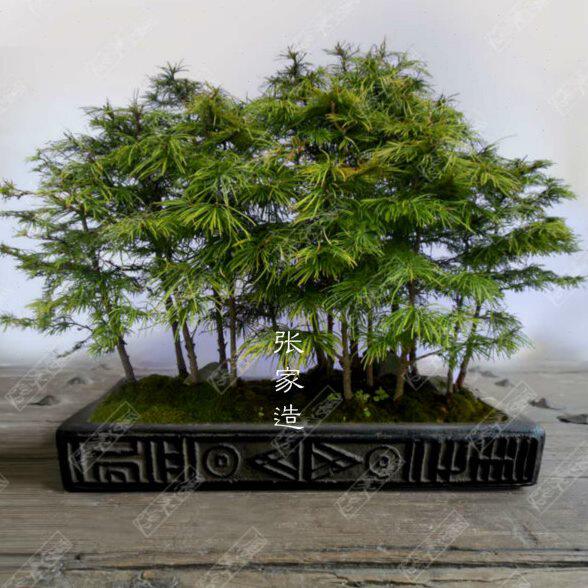 张家造复古汉砖浮雕花盆苔藓多肉植物微景观盆景客厅摆件古典器皿