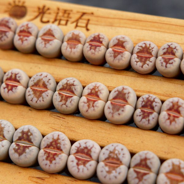 光语石 C183A 热唇 生石花多肉稀有贵货饼干寿丽玉岛田母本包邮