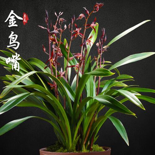 金鸟嘴金边墨兰兰花苗盆栽兰草名贵浓香花苞室内阳台好养花卉绿植