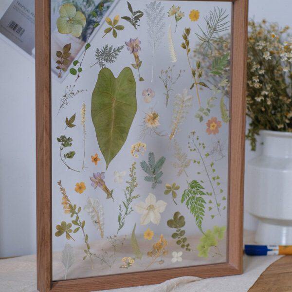 透明相框植物标本押花压花干花装饰画秋天花园乔迁咖啡厅民宿礼物