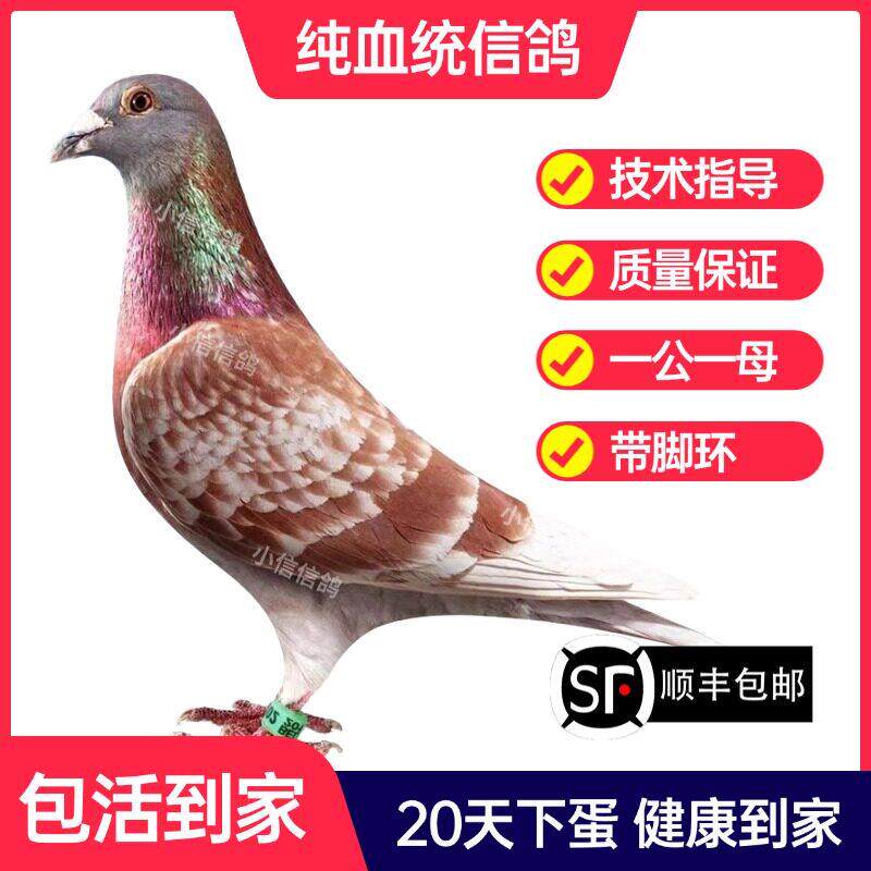 红雨点鸽子活一对成绩鸽信鸽赛鸽鸽子原配种鸽小鸽活体幼鸽血统鸽