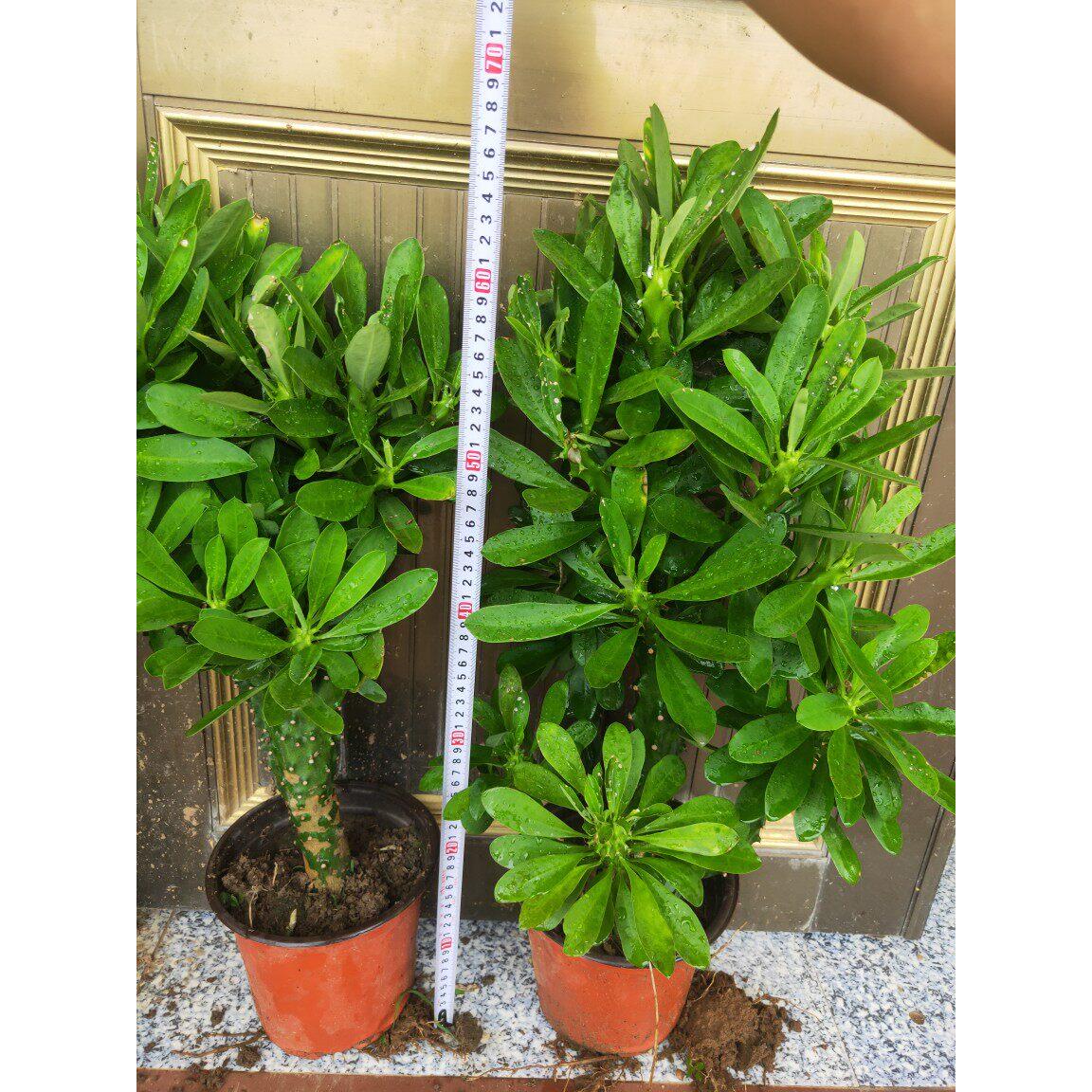 霸王鞭盆栽 龙骨植物 仙人柱 金刚杵 量天尺 刺金刚植物盆栽
