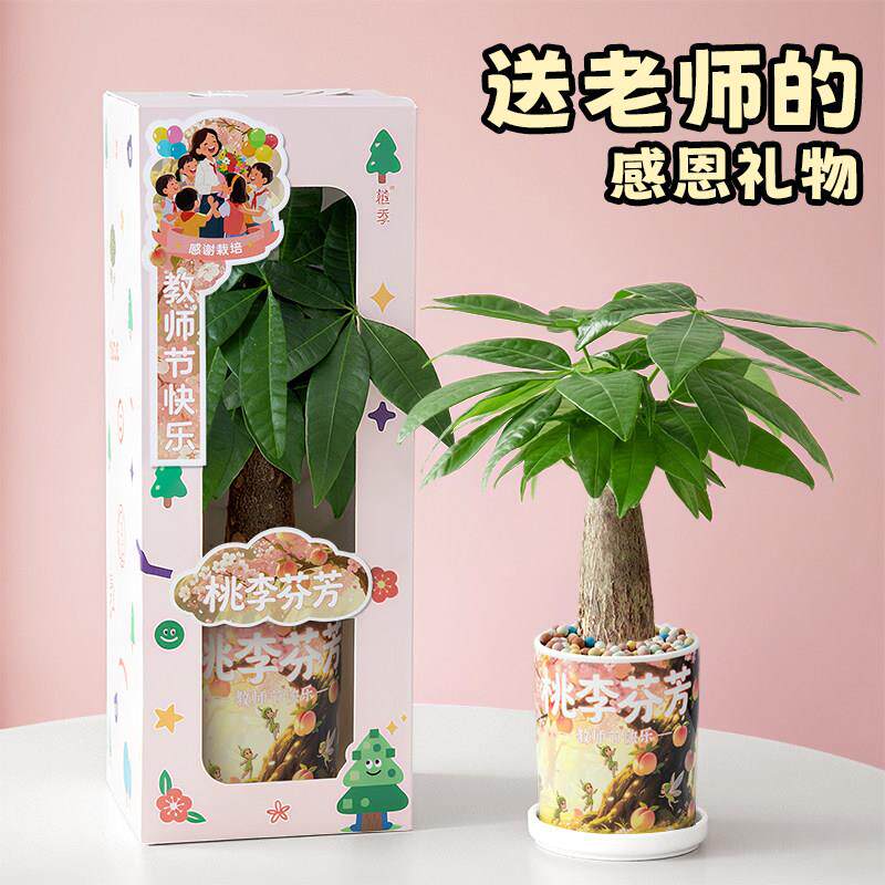 植季发财树小盆栽绿植室内客厅植物办公室桌面盆景摆件教师节礼物
