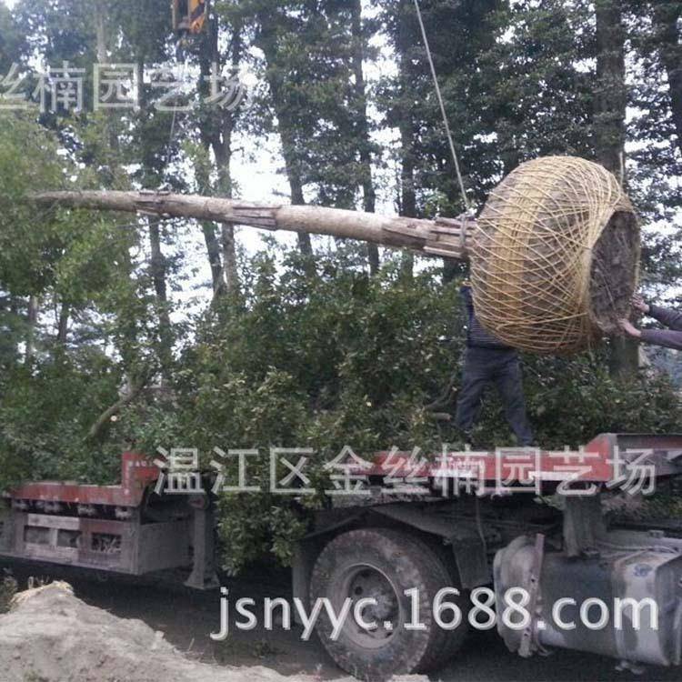 桢楠金丝楠木金丝楠园艺场小叶金边