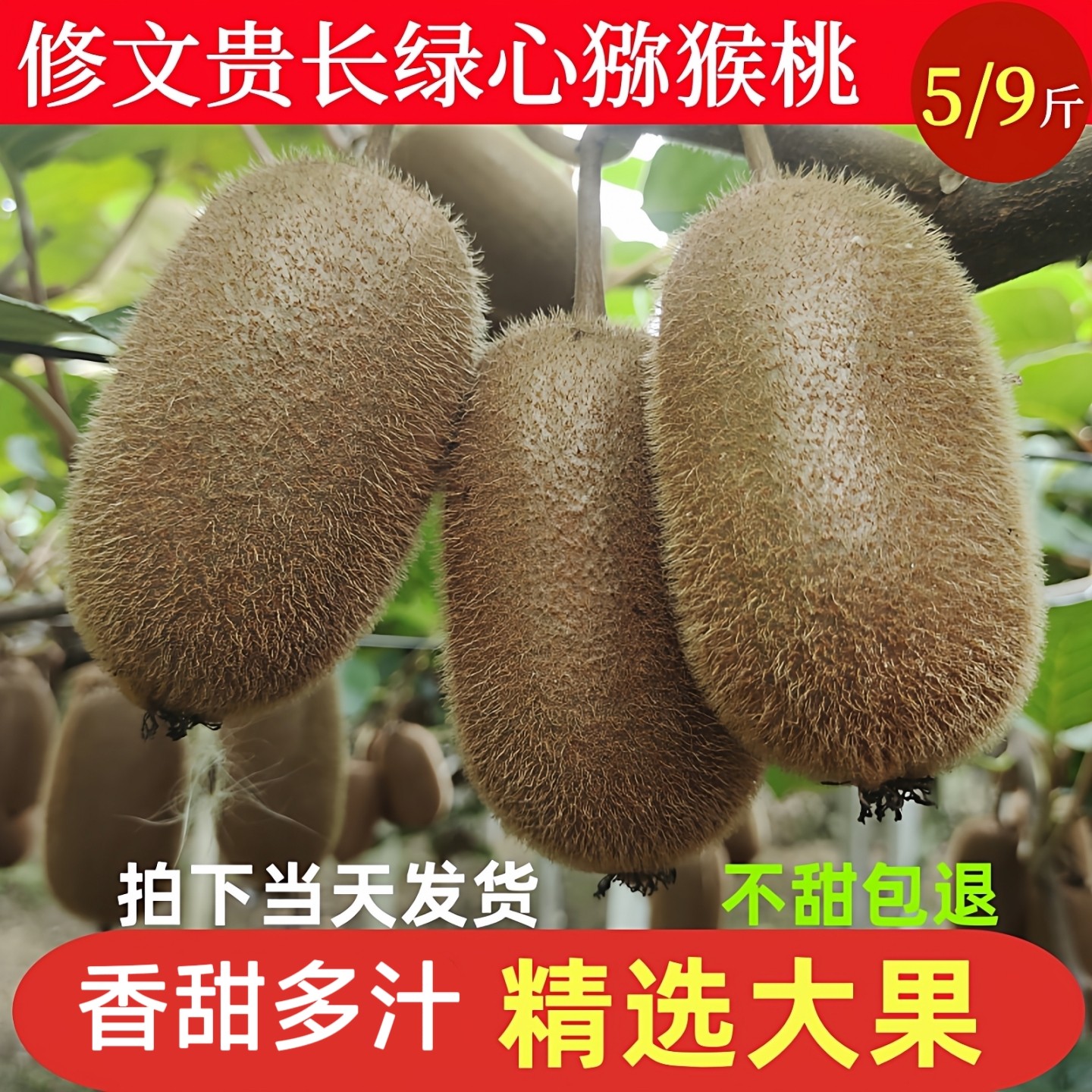 正宗贵阳修文猕猴桃果园现摘现发