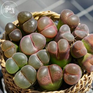 201 205景植多肉小红嘴1380b风铃毛汉尼阳台 4.15店庆优惠活动