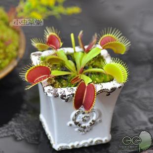 捕蝇草集合1食虫植物花市巨夹齿宝贝G16荷T兰矮巨人融齿男爵