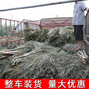 xyt小竹扫把大扫把环卫马路扫大街的家用庭院子加大扫帚竹制工地